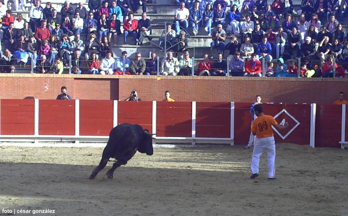 foto de los novillos